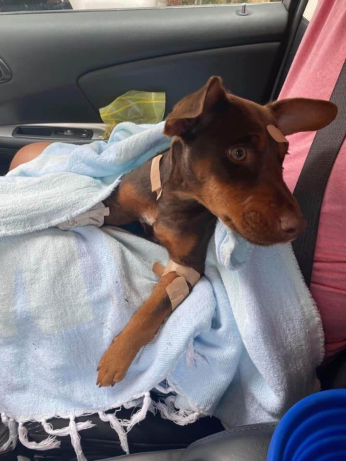 Doberman puppy found stumbling down street covered in bandaids