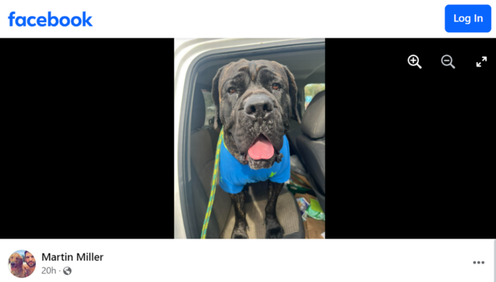 UPDATE: Boxed in no more: Rescuer becomes hero and adopts pup on the run