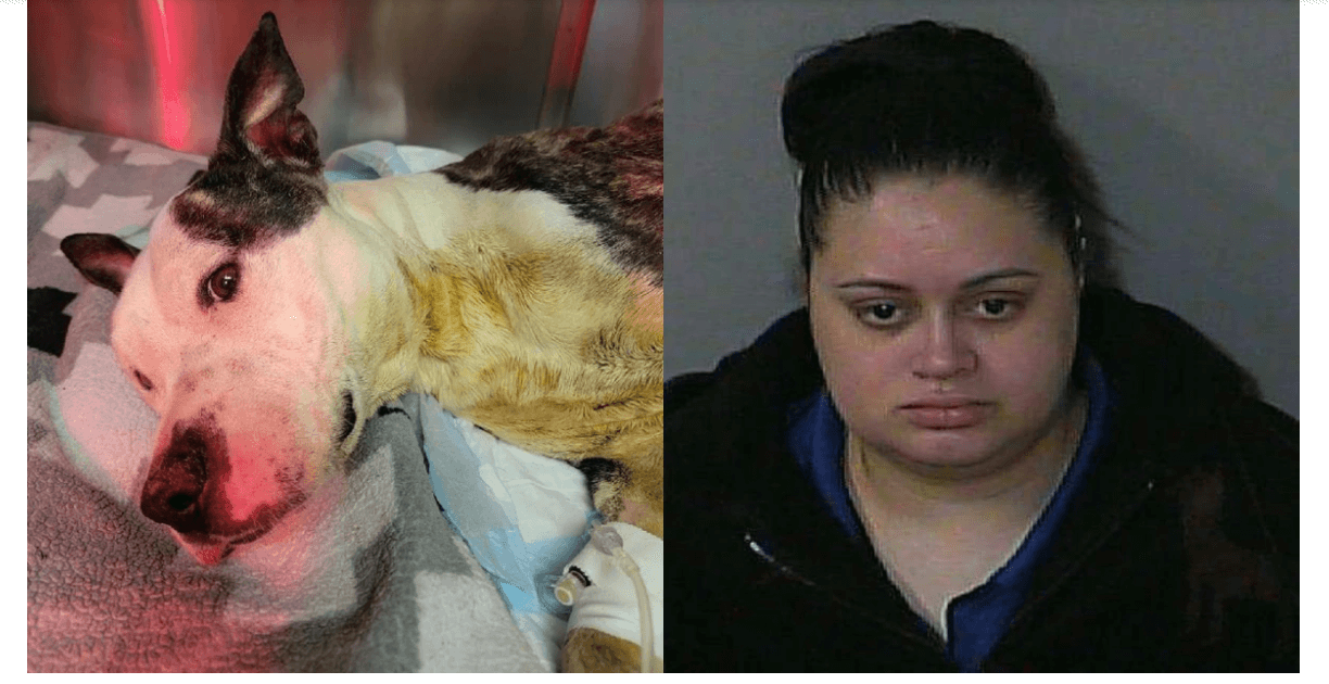 Dog miraculously survives being buried alive by owner