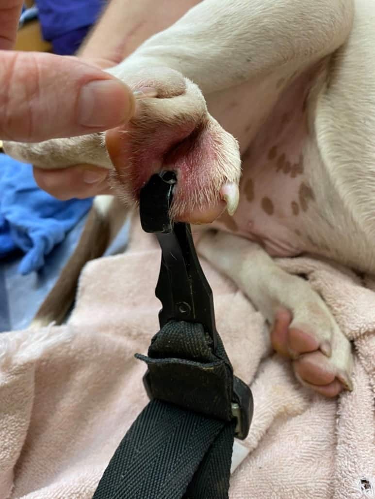 dog-clipped-by-foot-2-773x1030-1