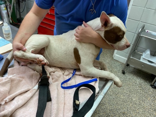 Abandoned dog clipped through his foot so he could not move