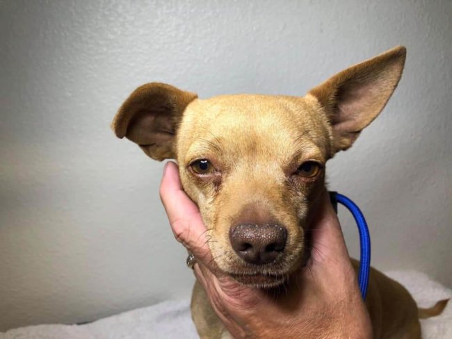 Abandoned mother dog shed real tears protecting her pup in desert