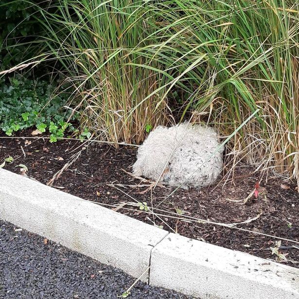 If only he could talk: Blind senior dog found ‘curled up in a little ball by the roadside’