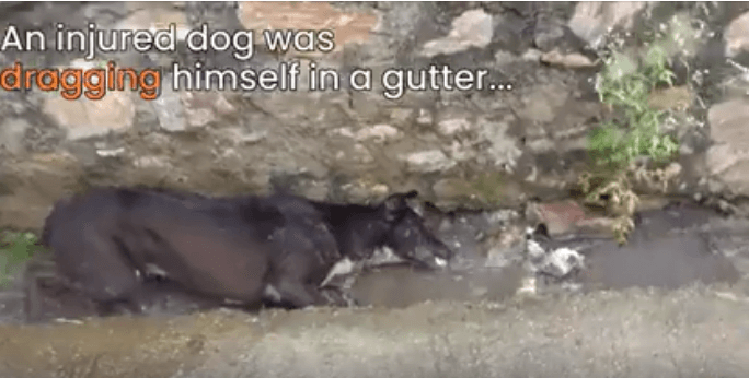 Old dog slithered along a gutter gurgling water until his miracle arrived