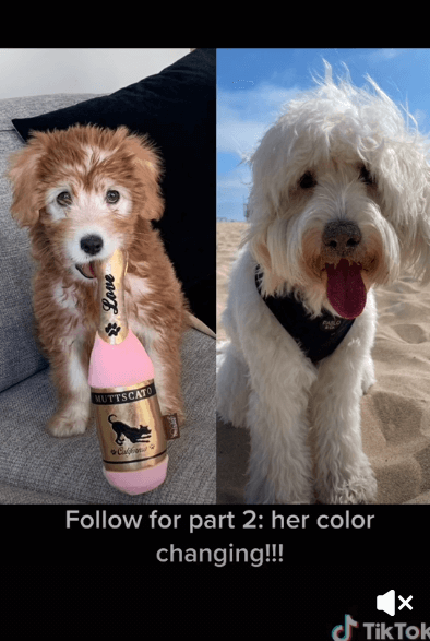 Dog dyed brown 2