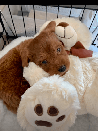 dog-dyed-brown