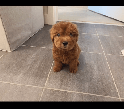 dog-dyed-brown1