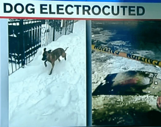 Dog electrocuted