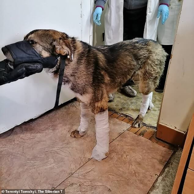 dog-encased-in-ice-3