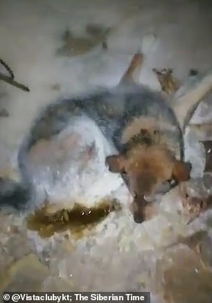 Stray dog trapped in ice in -minus 65.2 degrees rescued in Siberia