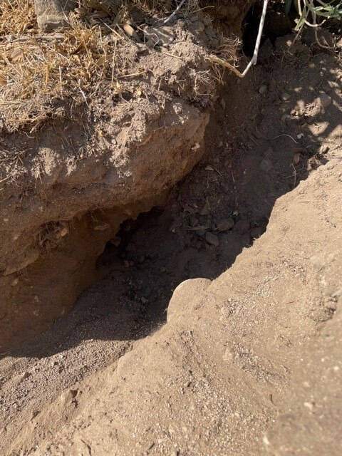 Dog found buried alive in San Bernardino field rescued