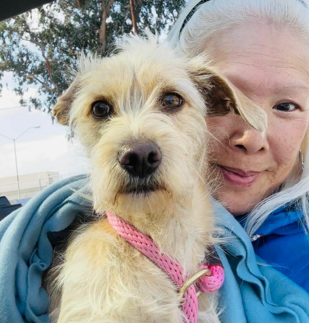 dog-found-in-wash-984x1030-1