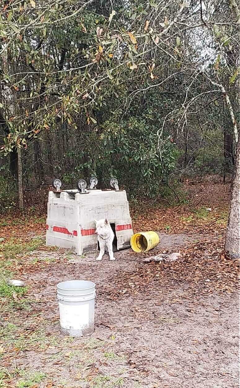 Dog chained for four years with upside down cart as his only shelter rescued and will suffer no more