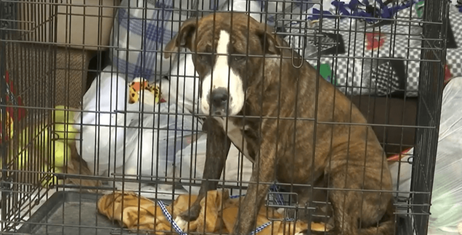 Dog found hanging by a cable around his neck nearly killing him