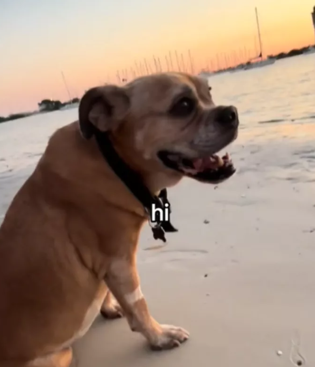 Friendliest pup walks over to woman on beach for hugs for one of his final sunsets