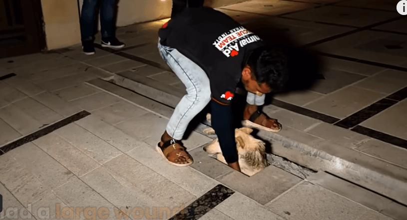 Badly injured dog half buried himself in a hole and waited to die until help came