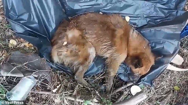 Kind-hearted residents rescue dog tied in garbage bag thrown in canal