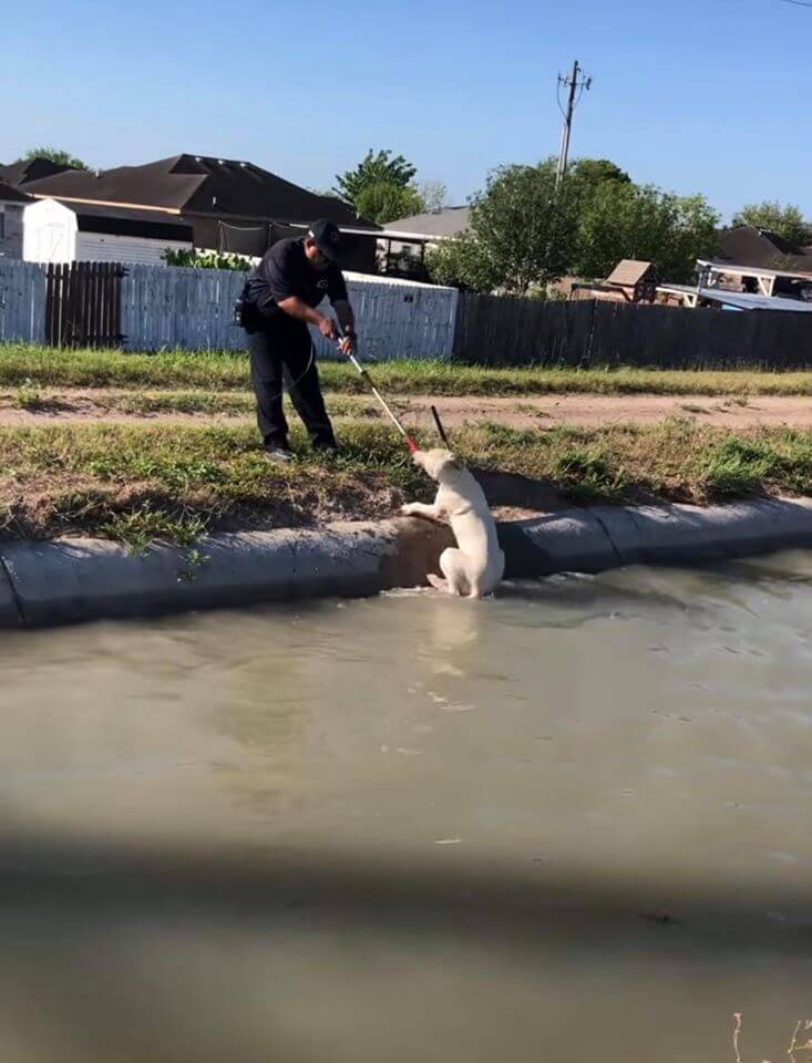 dog-in-canal-rescue-2