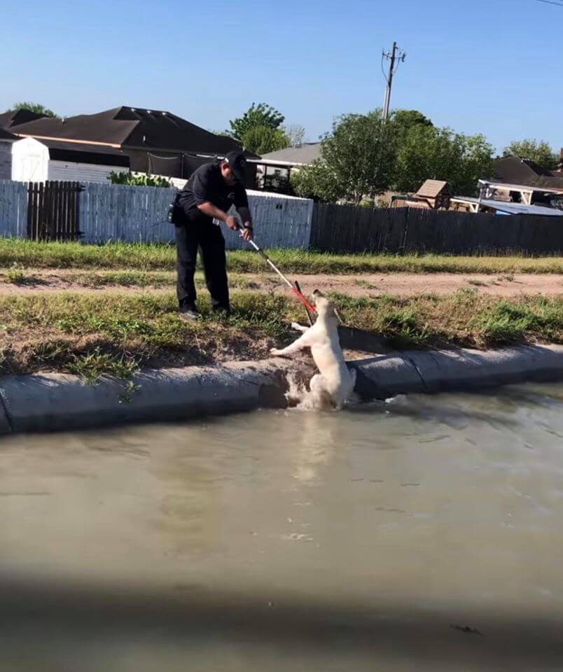 dog-in-canal-rescue-3