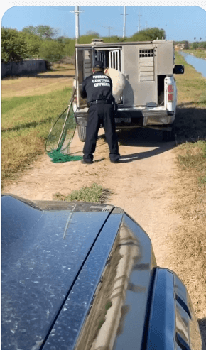 dog-in-canal-rescue-4