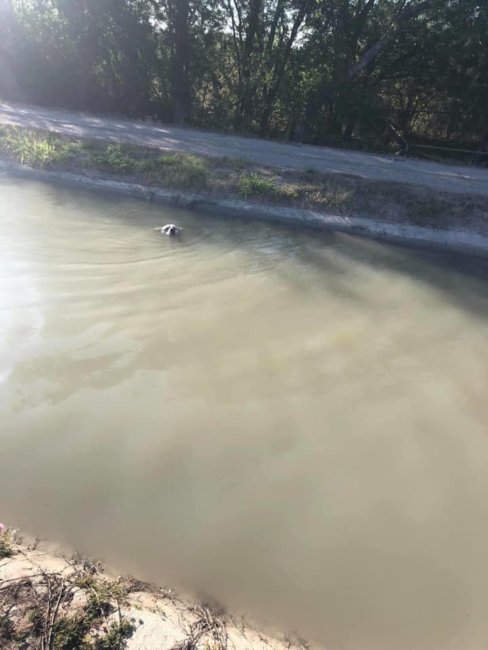 Labrador retriever saved from drowning in canal