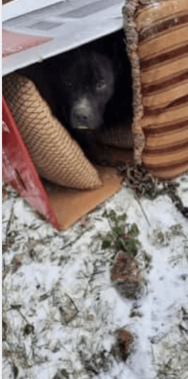 Dog in cardboard 2