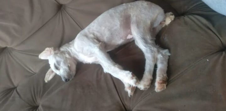 dog-in-couch-1