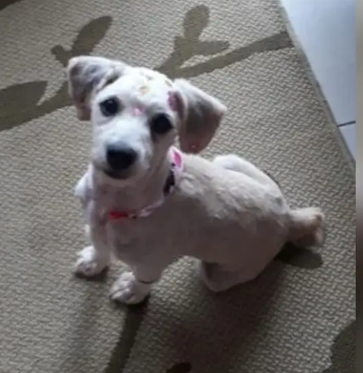 Puppy purposedly sewn into used couch lining found by woman who has since adopted her