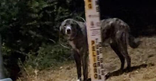 Community trying to rescue stray dog with thick wire stuck around neck