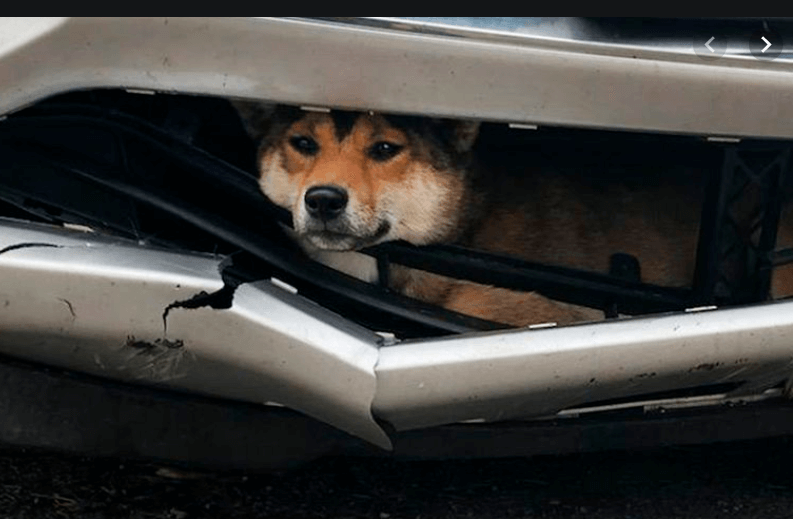 Lucky pup survives being hit and then stuck in grille of car for 17 miles