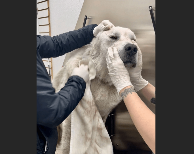Bellevue rescuer of Great Pyrenees relives ‘nightmare’ when dog was caught in coyote trap to warn others of the danger