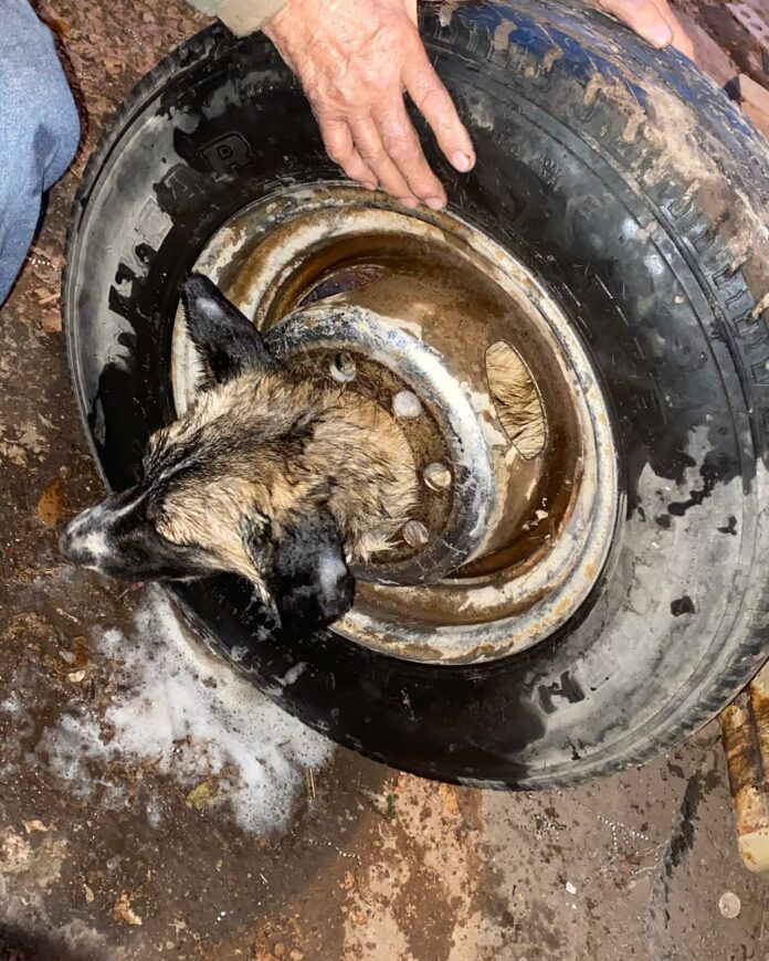 Dog gets head stuck in truck wheel