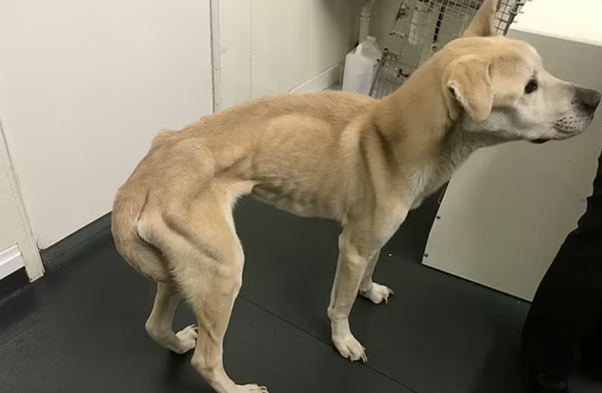 dog-in-window-2-rspca-1
