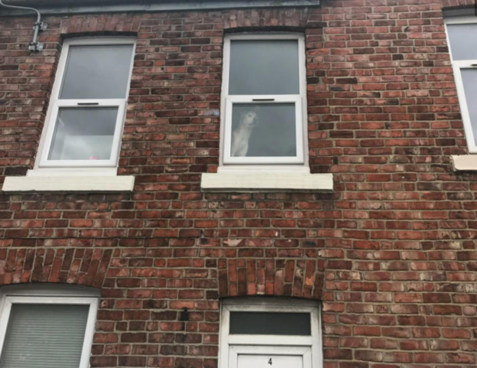 Owner banned from owning pets after starving dog photographed peeking out window