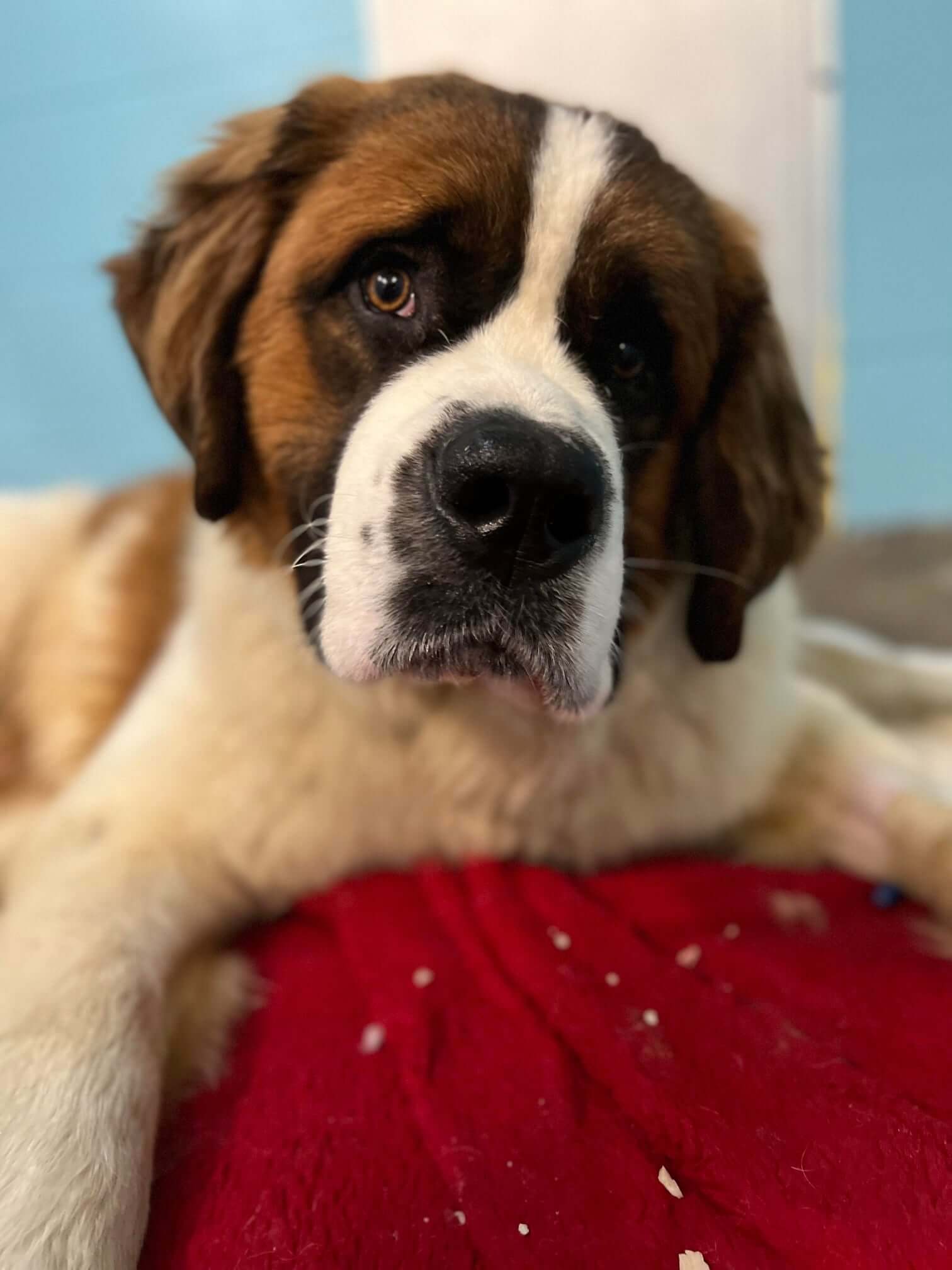 Homeless dog survived 20 foot fall off Kentucky bridge overpass