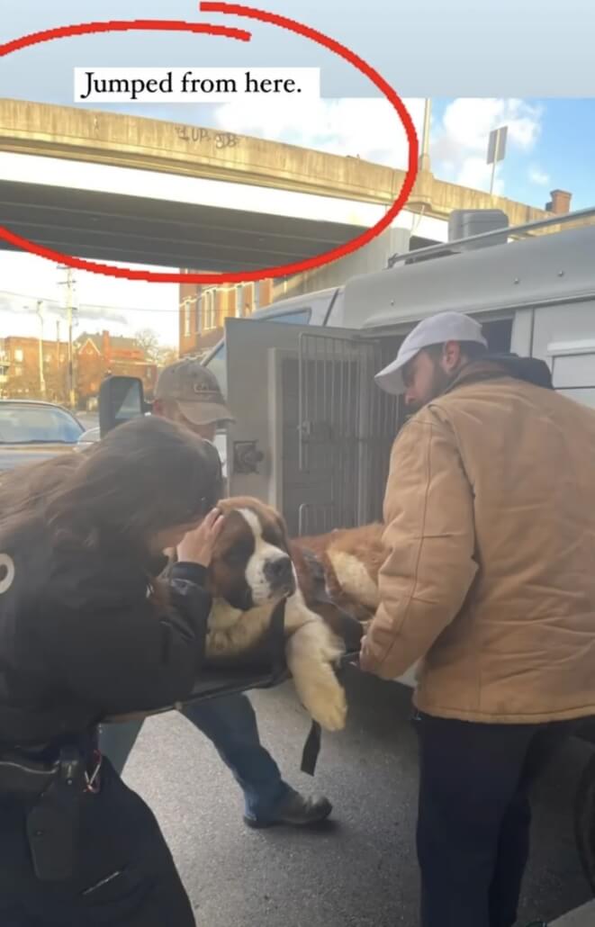 dog-jumped-661x1030-1-1