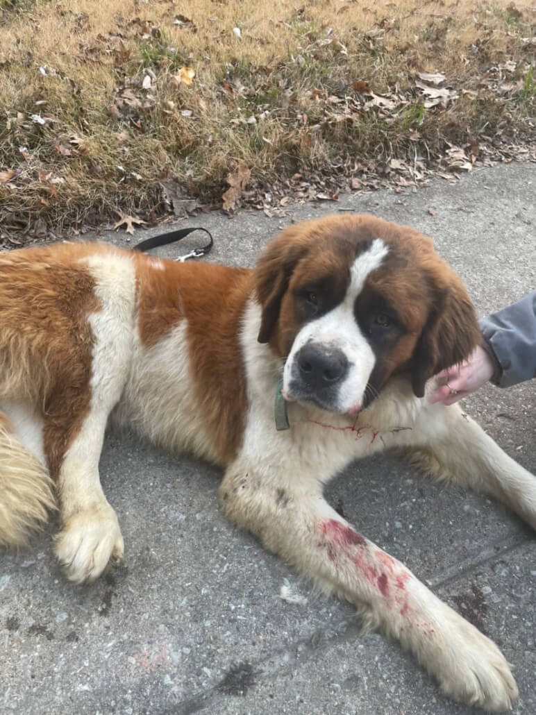 dog-jumped1-772x1030-1