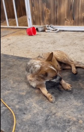 Dog kicked horse 1