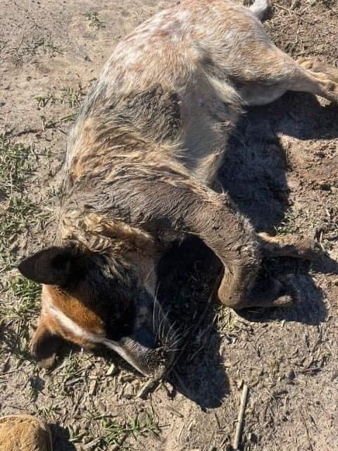 dog-kicked-horse