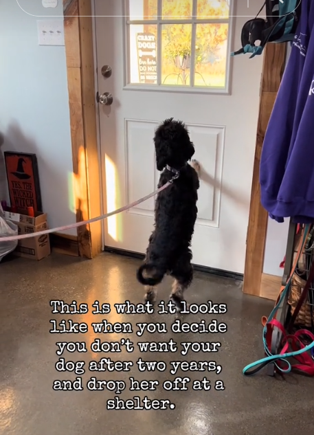 Heartbreaking video clip shows dog’s reaction when surrendered for being ‘annoying and needy’