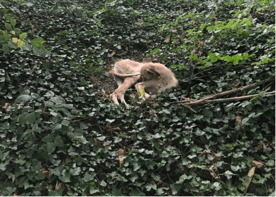 dog-left-in-undergrowth1