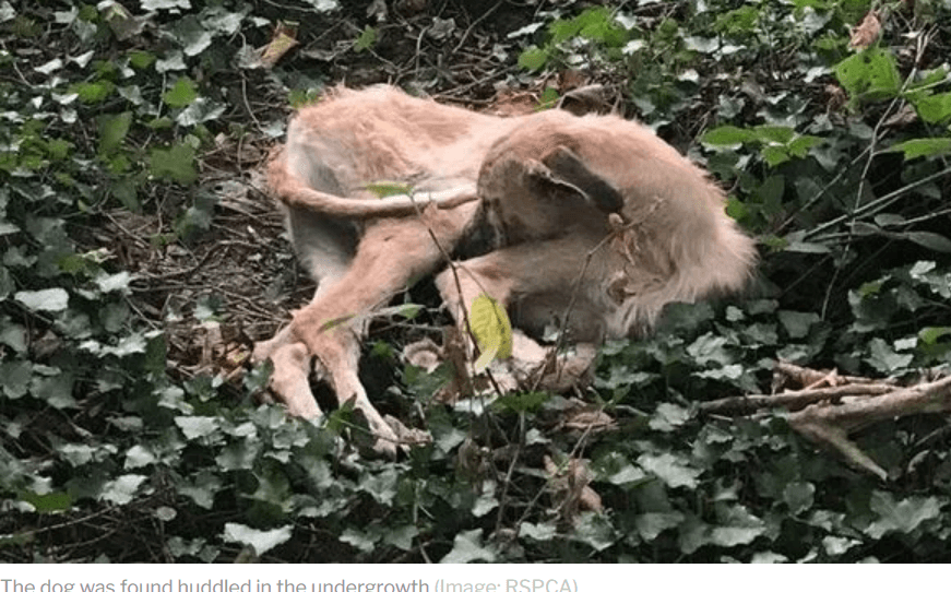 Abandoned in thickets and left to fend for himself rescuers spotted him before it was too late