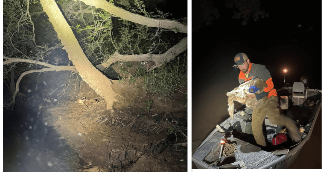 Rescuers save dog clinging to life along muddy riverbank