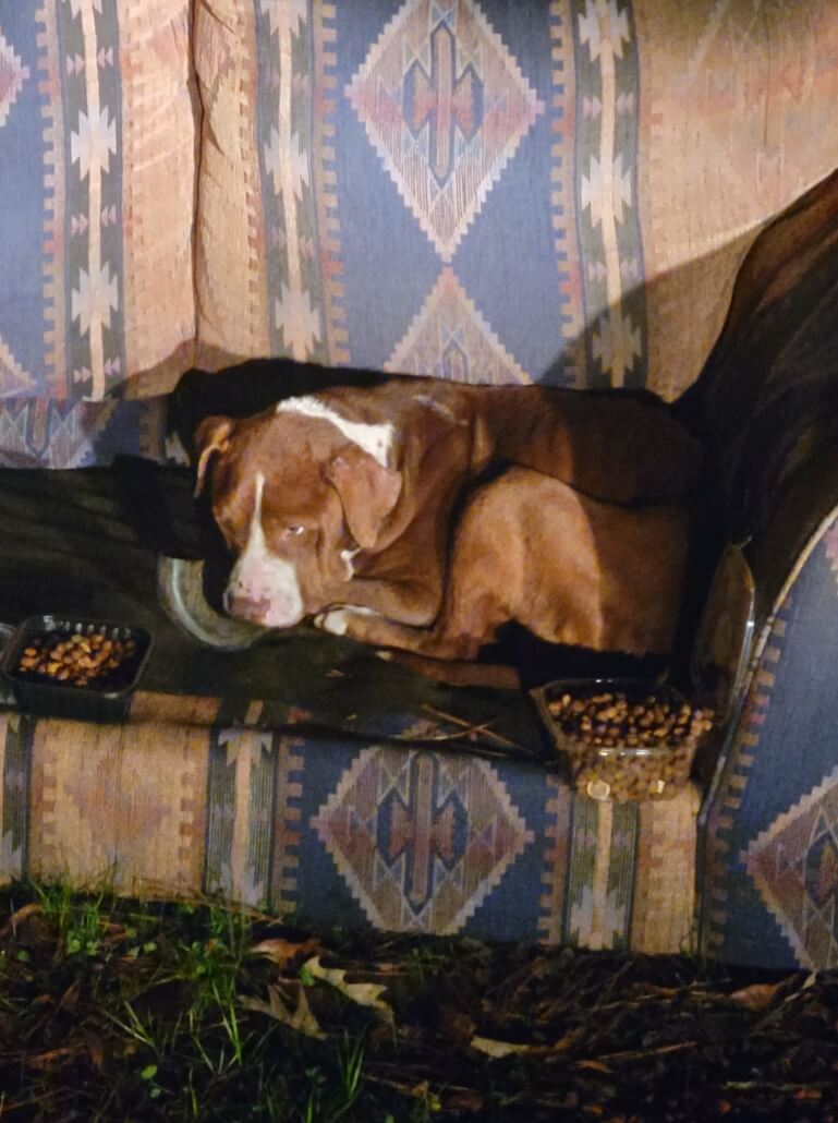 dog-on-couch-769x1030-1