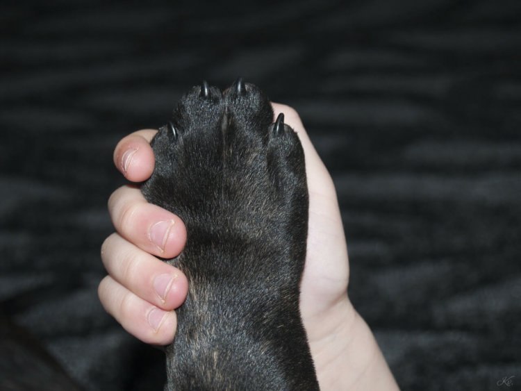 dog paw and child's hand