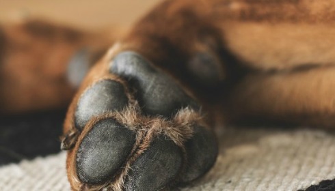 Dog owner angry over new neighbors tirade about his dog being too skinny and threatens to build a fence