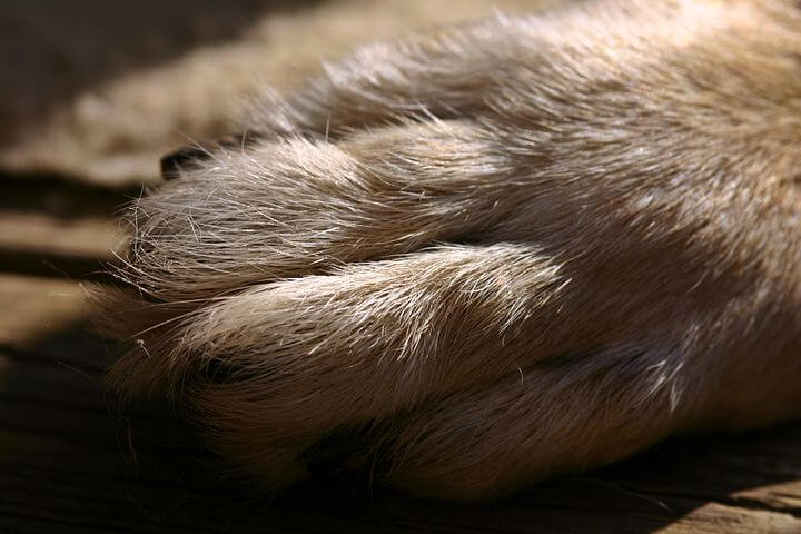 Dog paw pixabay