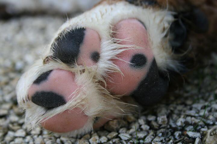 dog paw Pixabay2
