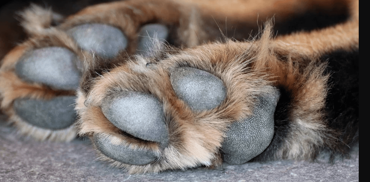 dog paws