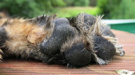 Dog paws 2
